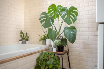 rostliny v koupelně